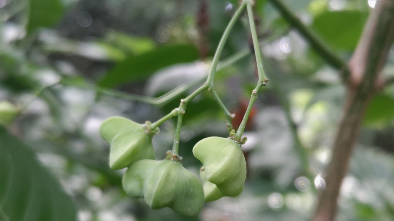 マユミの若い果実 横浜市旭区希望が丘水の森公園