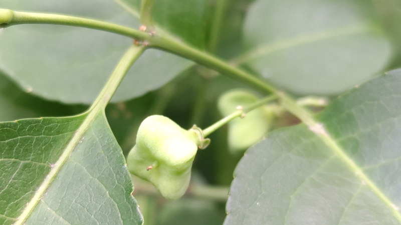 マユミの若い果実 横浜市旭区希望が丘水の森公園