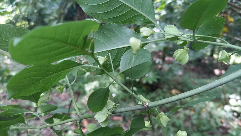 マユミの若い果実 横浜市旭区希望が丘水の森公園