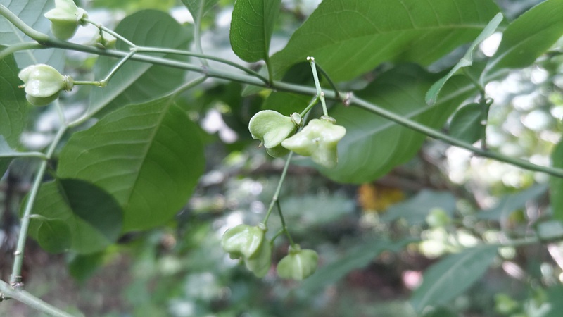 マユミの若い果実 横浜市旭区希望が丘水の森公園