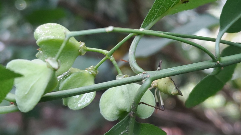マユミの若い果実 横浜市旭区希望が丘水の森公園