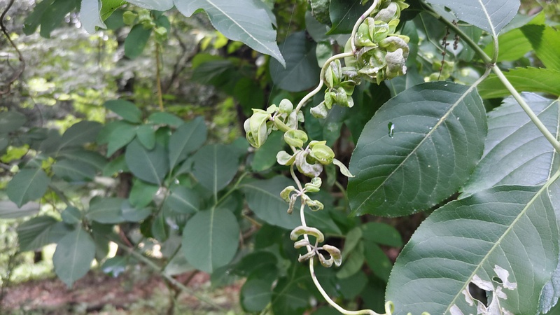 マユミとアケビ 横浜市旭区希望が丘水の森公園