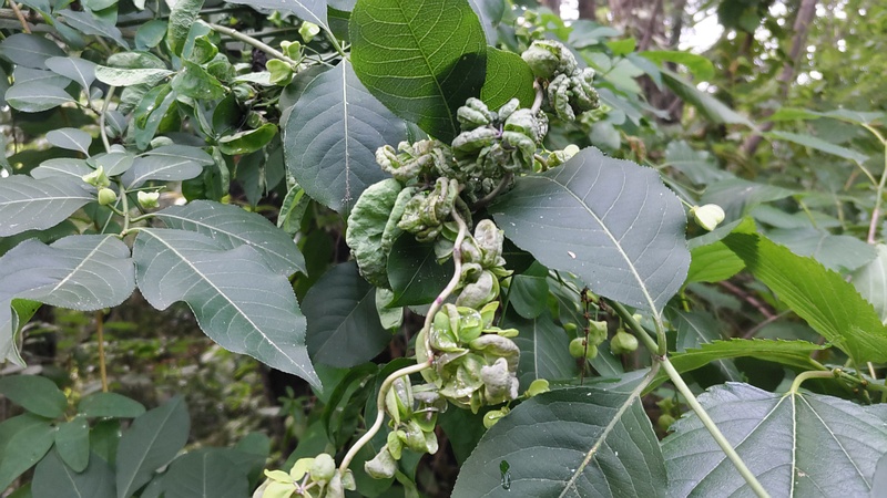 マユミとアケビ 横浜市旭区希望が丘水の森公園