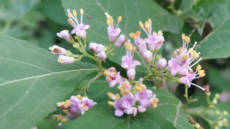 ムラサキシキブの花 横浜市旭区希望が丘水の森公園