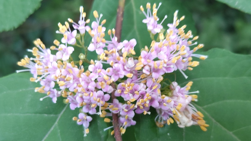 ムラサキシキブの花 横浜市旭区希望が丘水の森公園
