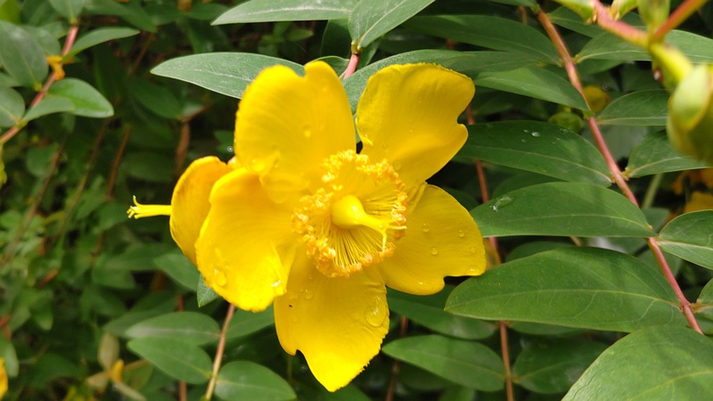 キンシバイの花 横浜市旭区希望が丘水の森公園