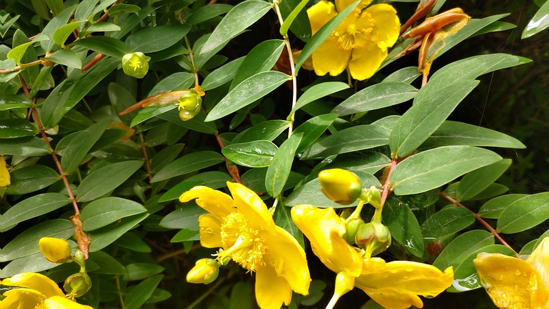 キンシバイの花 横浜市旭区希望が丘水の森公園