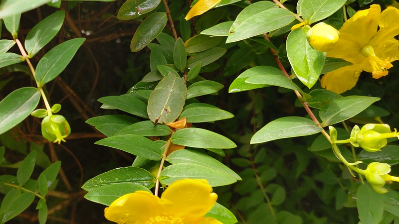 キンシバイの花 横浜市旭区希望が丘水の森公園