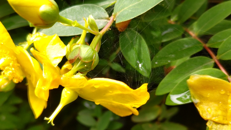 キンシバイの花 横浜市旭区希望が丘水の森公園