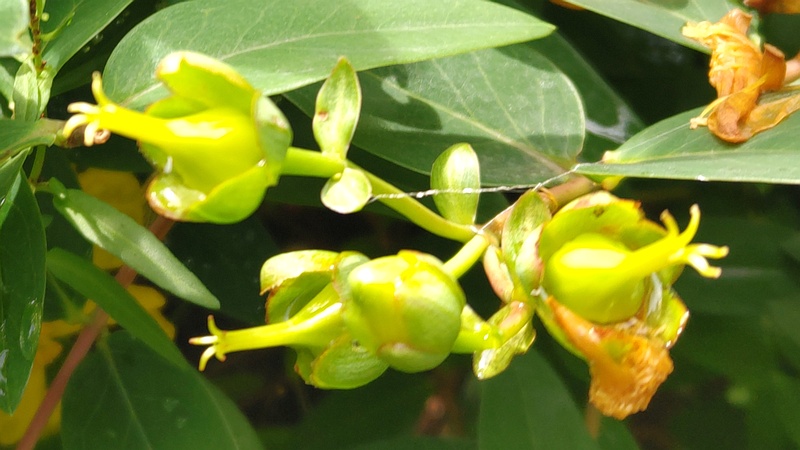キンシバイの若い果実 横浜市旭区希望が丘水の森公園