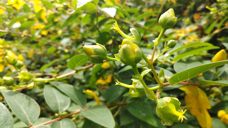 キンシバイ 横浜市旭区希望が丘水の森公園