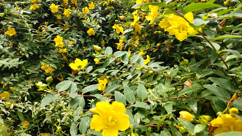 キンシバイの花 横浜市旭区希望が丘水の森公園