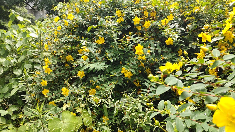 キンシバイ 横浜市旭区希望が丘水の森公園