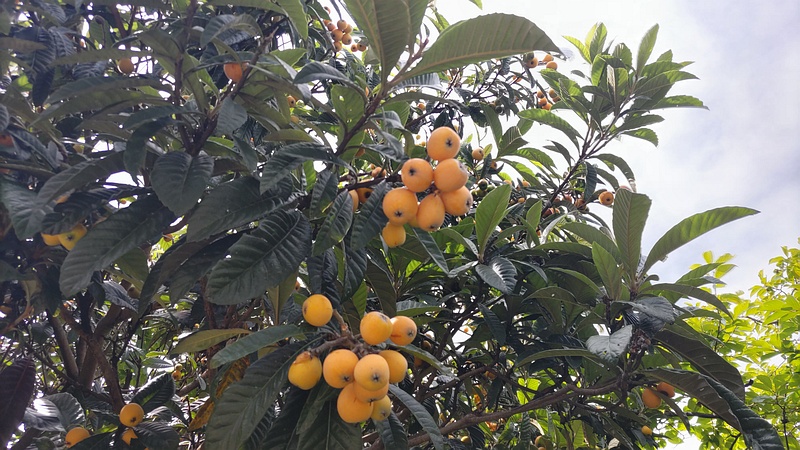 ビワの果実 横浜市旭区中希望が丘