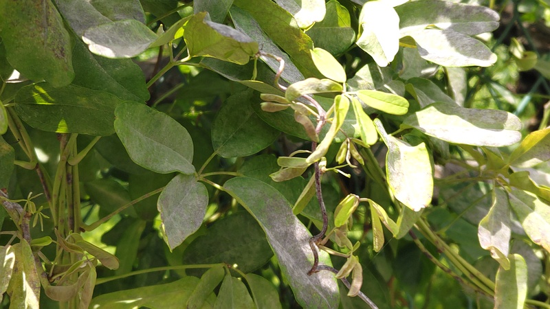 アケビ 横浜市旭区中希望が丘