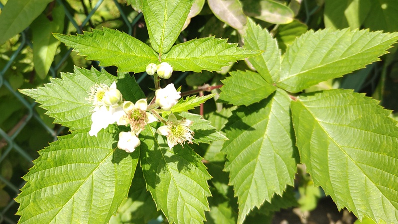 カジイチゴの花 横浜市旭区中希望が丘