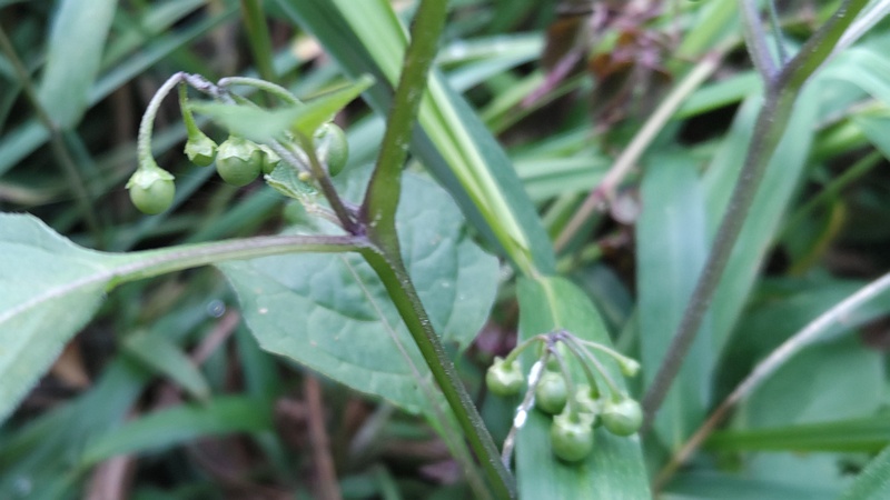 イヌホオズキの果実 横浜市旭区南希望が丘
