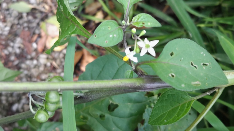 イヌホオズキの花と果実 横浜市瀬谷区長屋門公園
