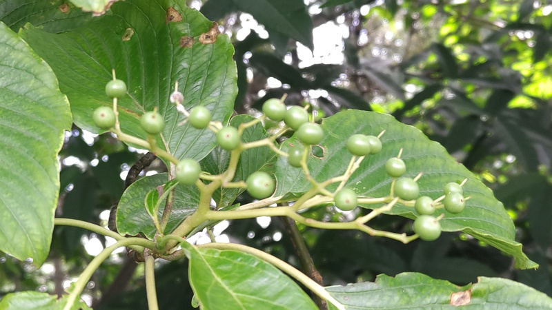 ミズキの果実 横浜市瀬谷区長屋門公園