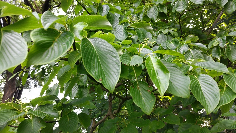 ミズキの果実 横浜市瀬谷区長屋門公園