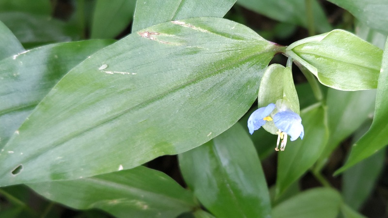 ツユクサの花 横浜市瀬谷区長屋門公園