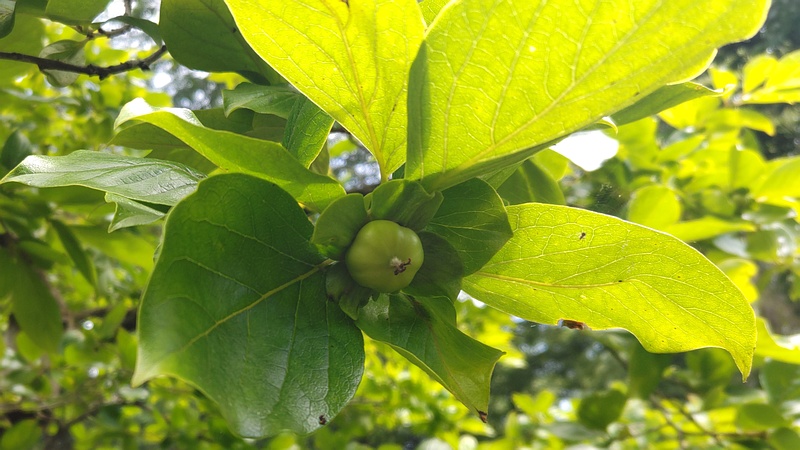 カキノキの若い果実 横浜市瀬谷区長屋門公園