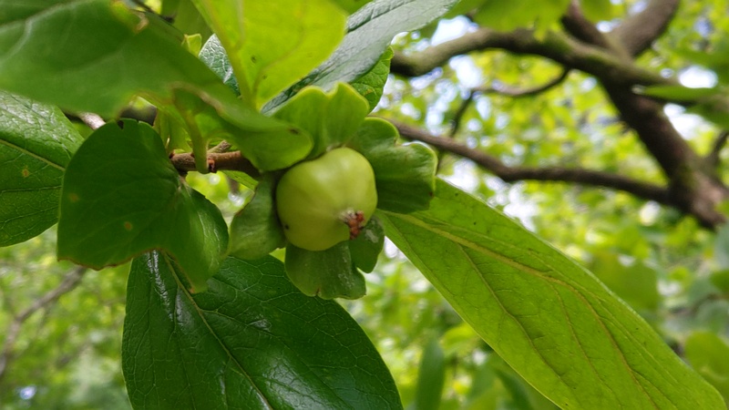 カキノキの若い果実 横浜市瀬谷区長屋門公園