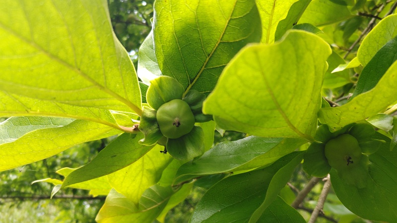 カキノキの若い果実 横浜市瀬谷区長屋門公園