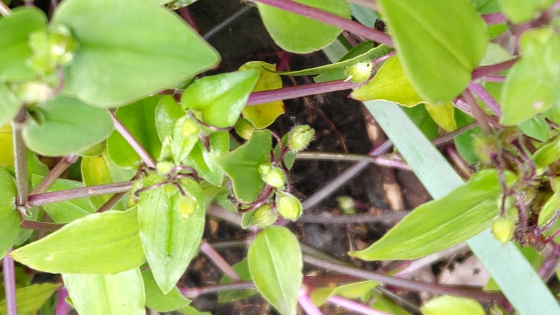 トキワツユクサ 横浜市瀬谷区長屋門公園