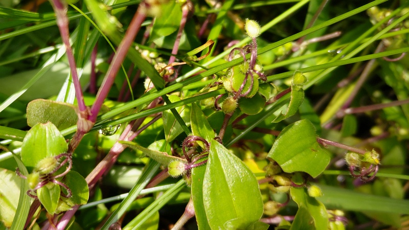 トキワツユクサ 横浜市瀬谷区長屋門公園