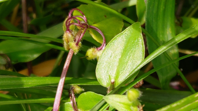 トキワツユクサ 横浜市瀬谷区長屋門公園