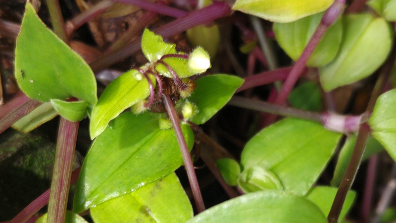 トキワツユクサ 横浜市瀬谷区長屋門公園