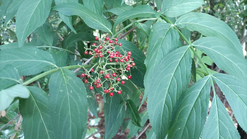 ニワトコの果実 横浜市瀬谷区長屋門公園