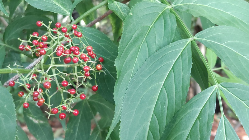 ニワトコの果実 横浜市瀬谷区長屋門公園
