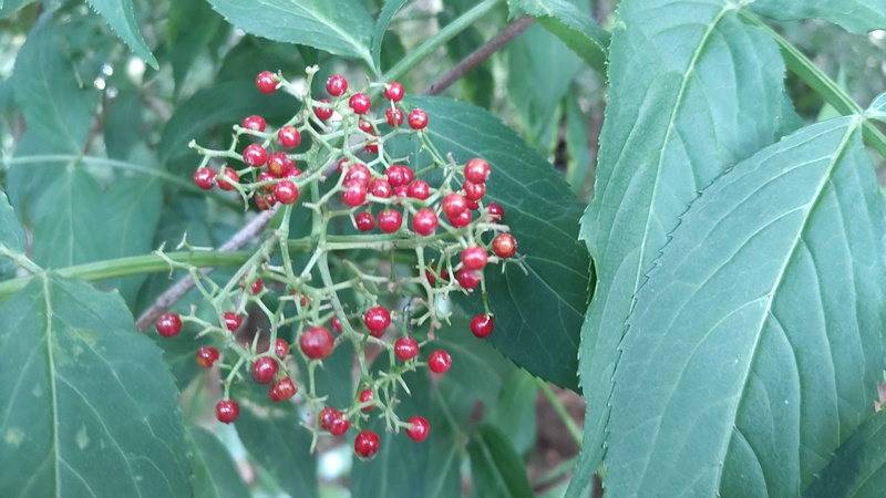 ニワトコの果実 横浜市瀬谷区長屋門公園