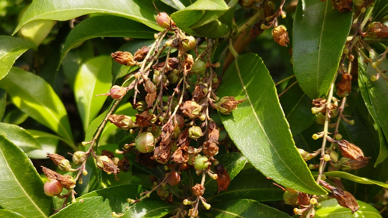 アセビの果実 横浜市瀬谷区長屋門公園