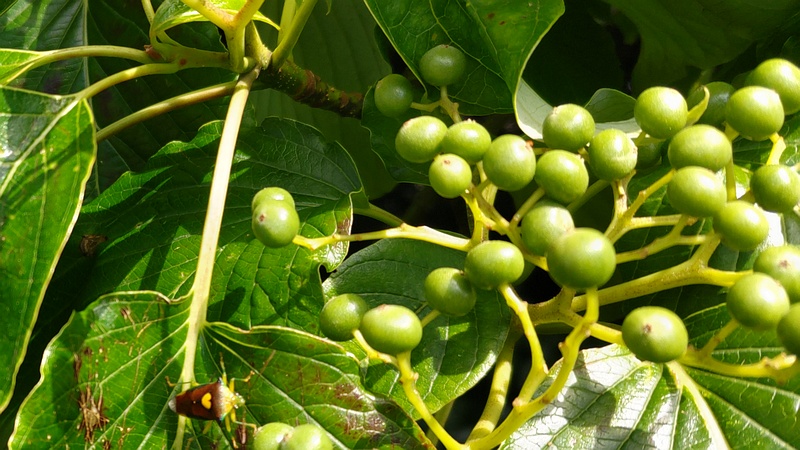 ミズキの果実 横浜市瀬谷区長屋門公園
