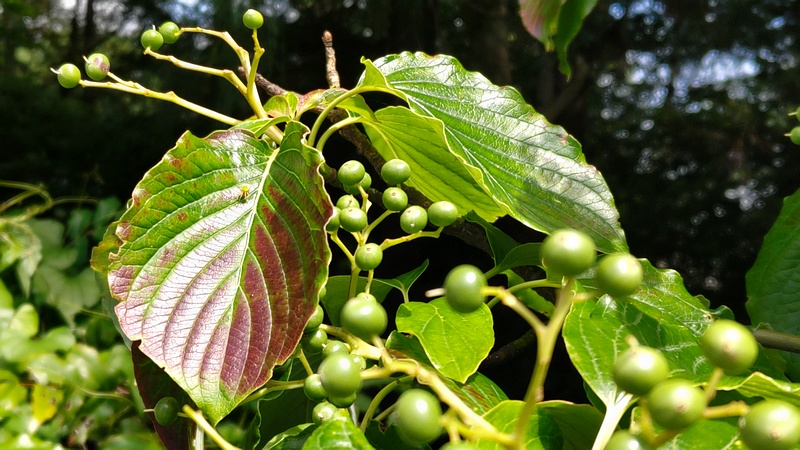 ミズキの果実 横浜市瀬谷区長屋門公園