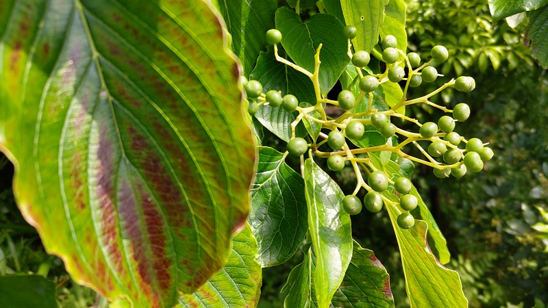 ミズキの果実 横浜市瀬谷区長屋門公園