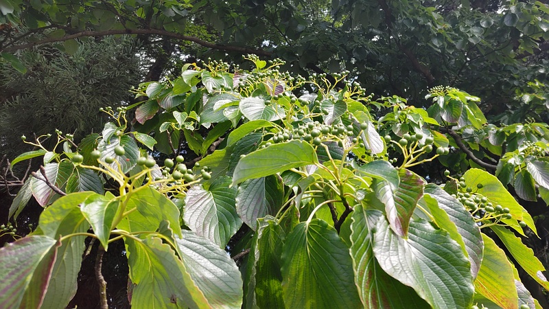 ミズキの果実 横浜市瀬谷区長屋門公園
