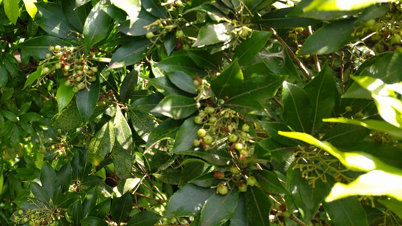 アセビの果実 横浜市瀬谷区長屋門公園