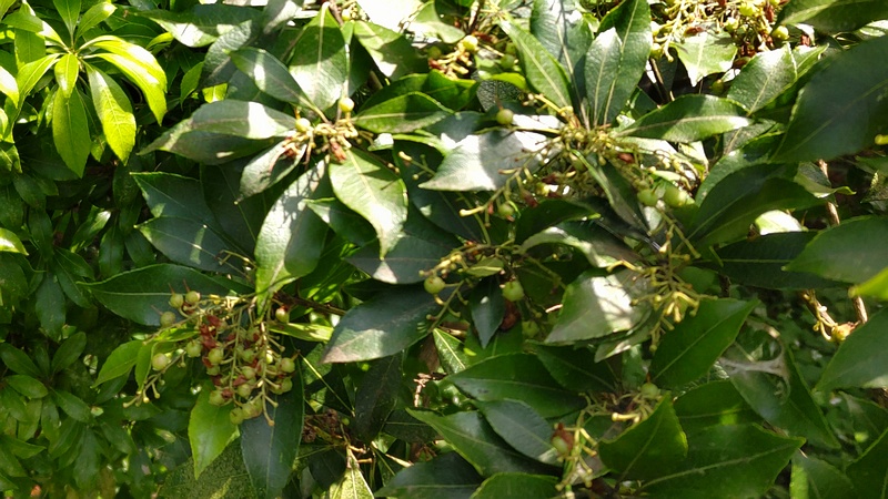 アセビの果実 横浜市瀬谷区長屋門公園