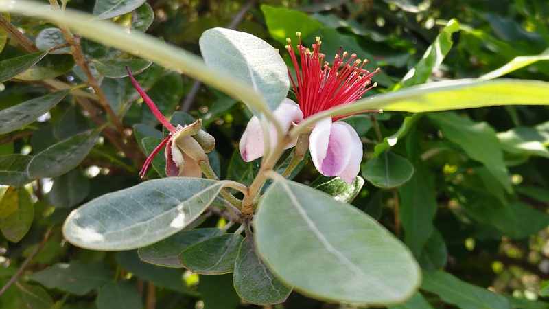 フェイジョアの花 横浜市旭区中希望が丘