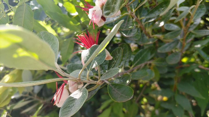 フェイジョアの花 横浜市旭区中希望が丘