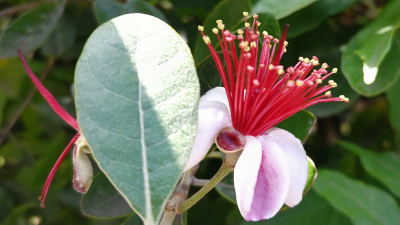 フェイジョアの花 横浜市旭区中希望が丘