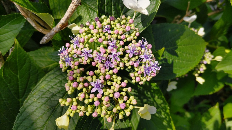 アジサイの花 横浜市旭区中希望が丘
