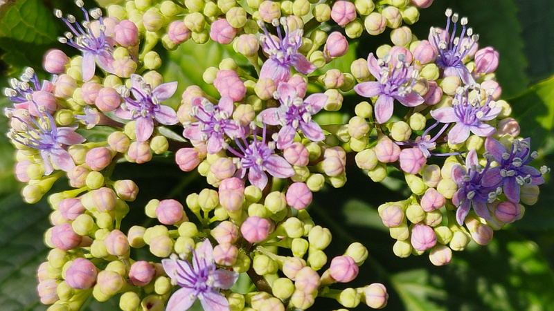 アジサイの花 横浜市旭区中希望が丘
