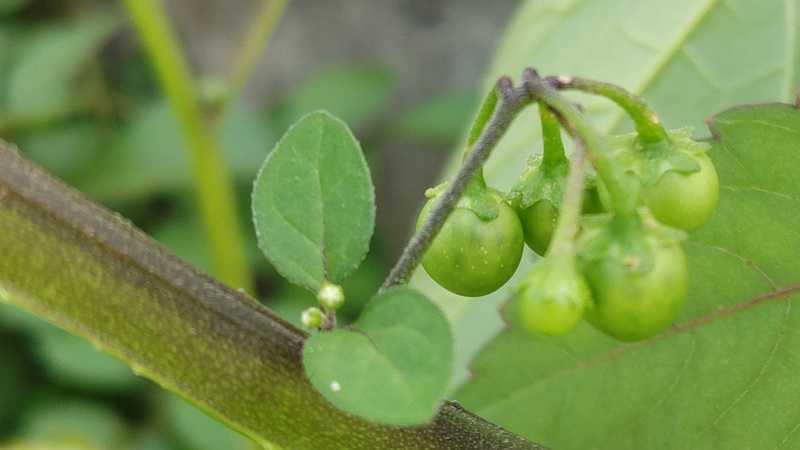 イヌホオズキ 横浜市旭区鶴ヶ峰