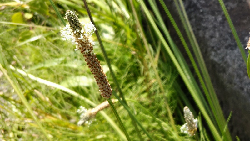 ヘラオオバコ 横浜市旭区今宿南町