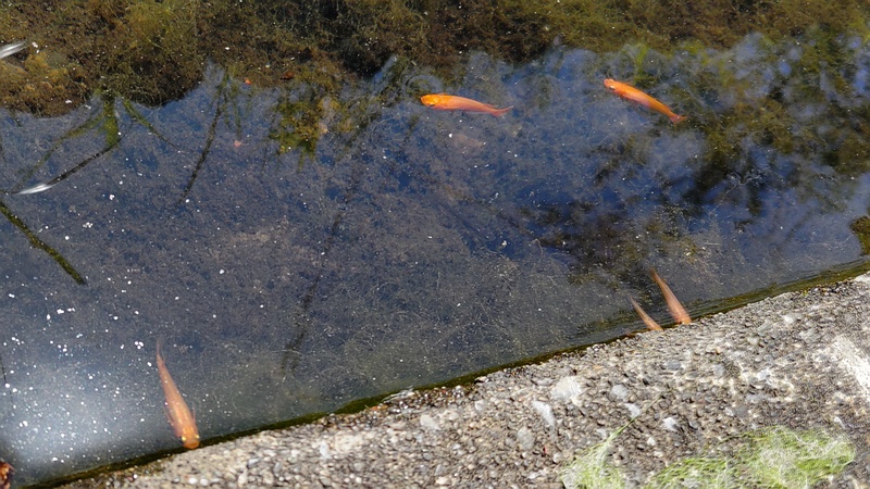 メダカ 横浜市旭区今宿中沢公園
